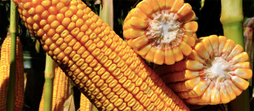 corn details